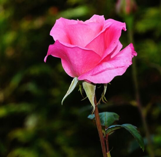 Fresh Organic Roses – Elegant, Fragrant & Pesticide-Free Flowers for Every Occasion