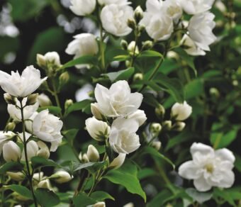 Premium Organic Jasmine Flowers – Fresh, Aromatic, and Pesticide-Free