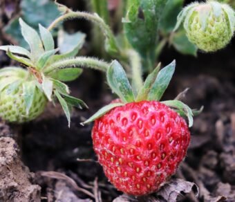 Fresh Organic Strawberries – Premium Quality, Bulk Supply at Unbeatable Price