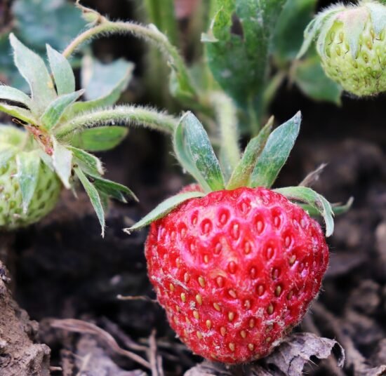 Fresh Organic Strawberries – Premium Quality, Bulk Supply at Unbeatable Price