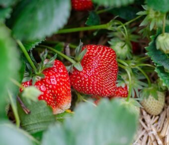 Fresh Organic Strawberries – Premium Quality, Bulk Supply at Unbeatable Price