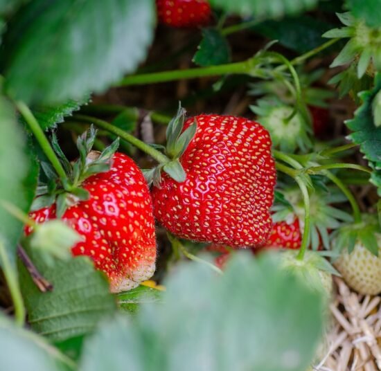 Fresh Organic Strawberries – Premium Quality, Bulk Supply at Unbeatable Price