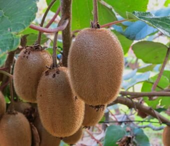 Fresh Organic Kiwi – Premium Quality, Bulk Supply at Best Price